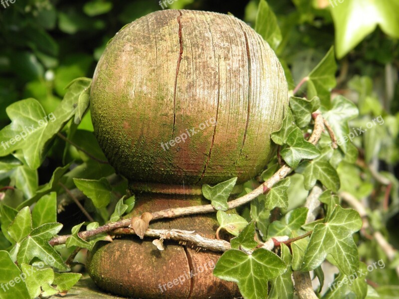 Fence Post Overgrown Ivy Wooden Post