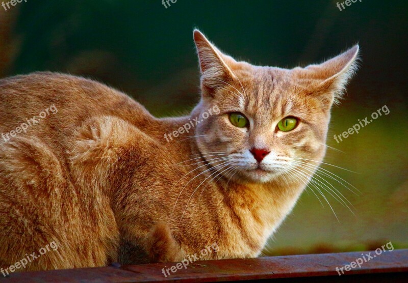 Cat Mackerel Breed Cat Tiger Cat Cat's Eyes