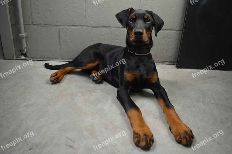 Doberman Pinscher Dog Ollie Animal Animals