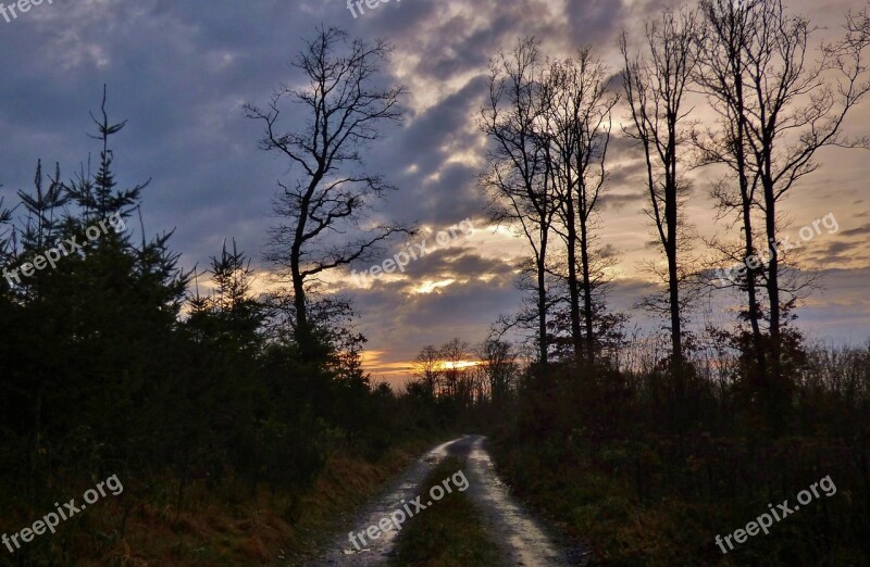 Forest Path Nature Trees Sunset December