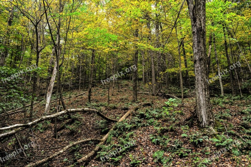 Forest Woods Nature Forest Landscape Landscape