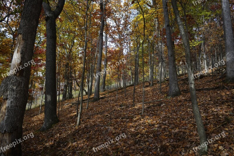 Forest Woods Nature Trees Forest Landscape