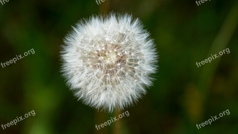 Dandelion Puffball Flower Plant Puff