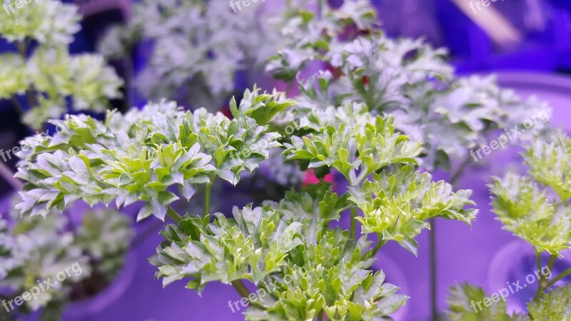 Green Vegetable 歐 Celery Foliage Parsley