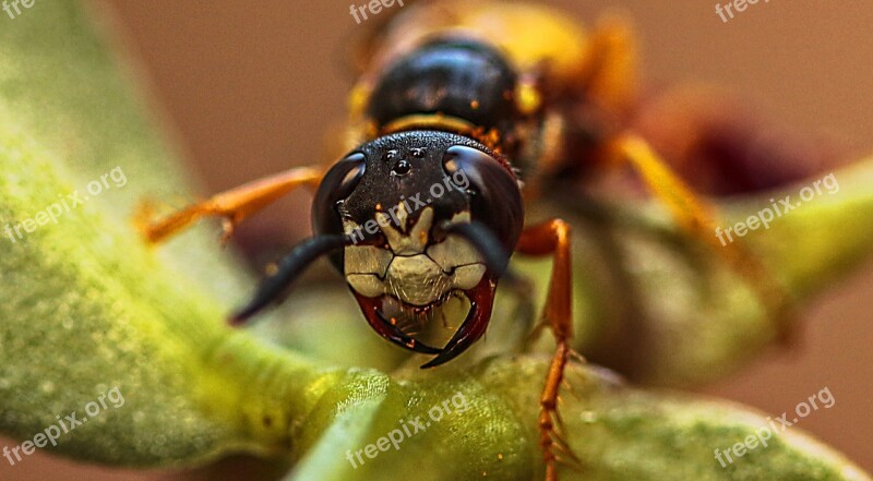 Hornet Insects Macro Nature Yellow