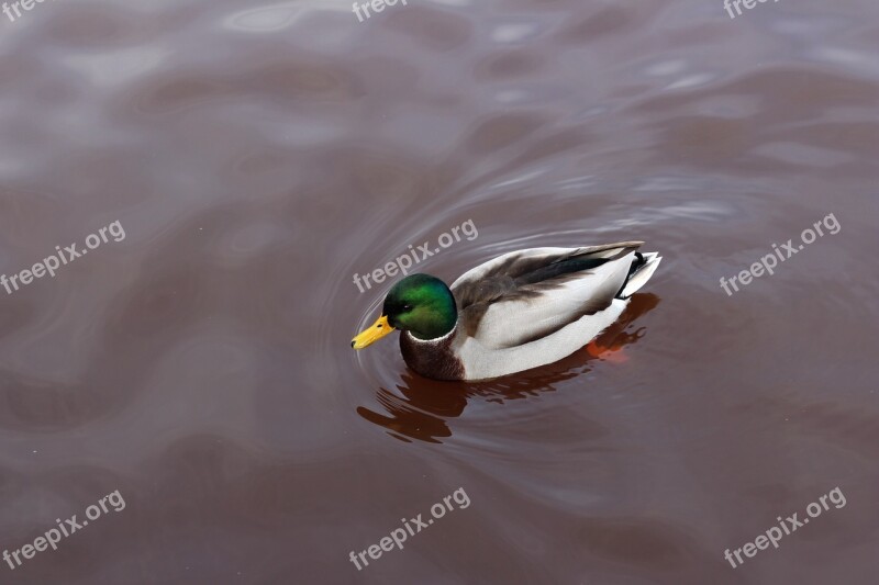 Duck Swimming Water Animal Nature