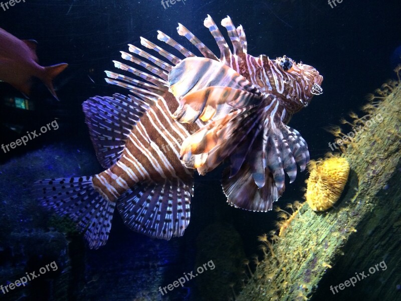 Aquarium Fish Underwater World Free Photos