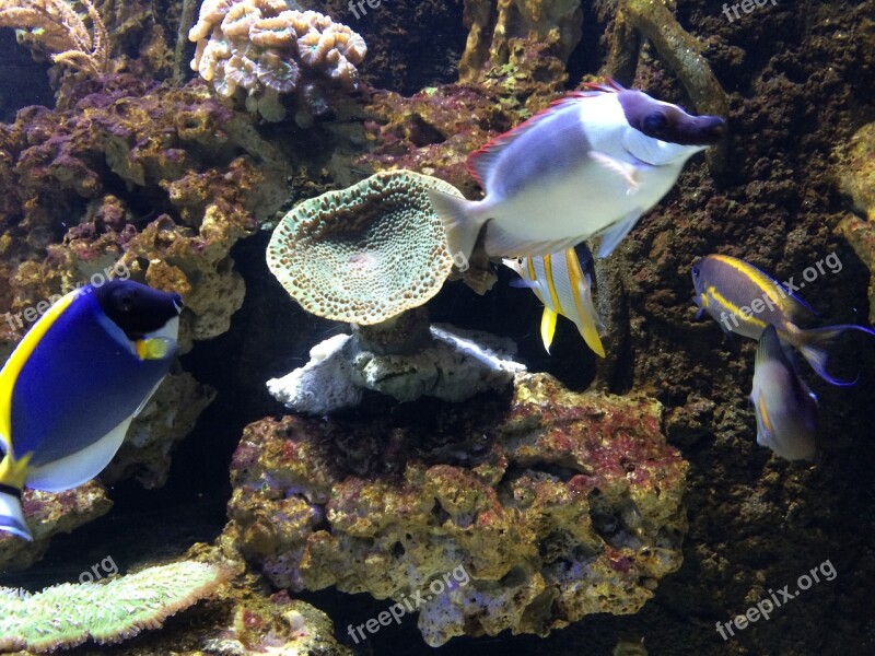 Fish Aquarium Underwater World Free Photos