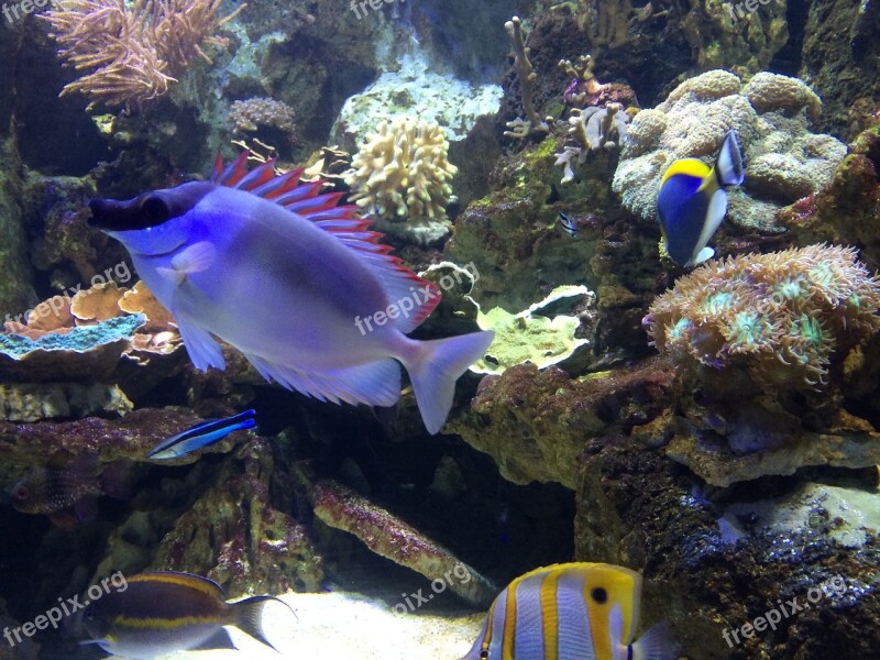 Fish Aquarium Underwater World Free Photos