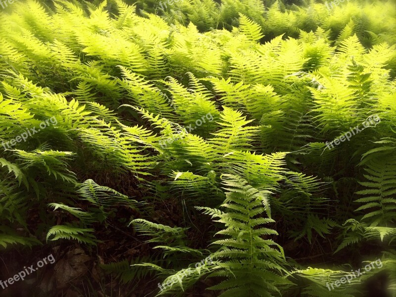 Ferns Spring Green Plant Nature