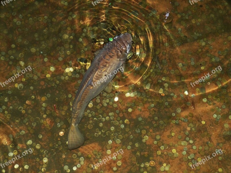 Istanbul Fish Pond Swim Money