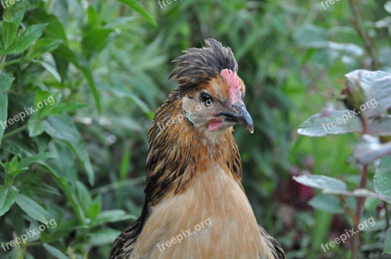 Hen Brabant Hen Low Court Poultry Garden