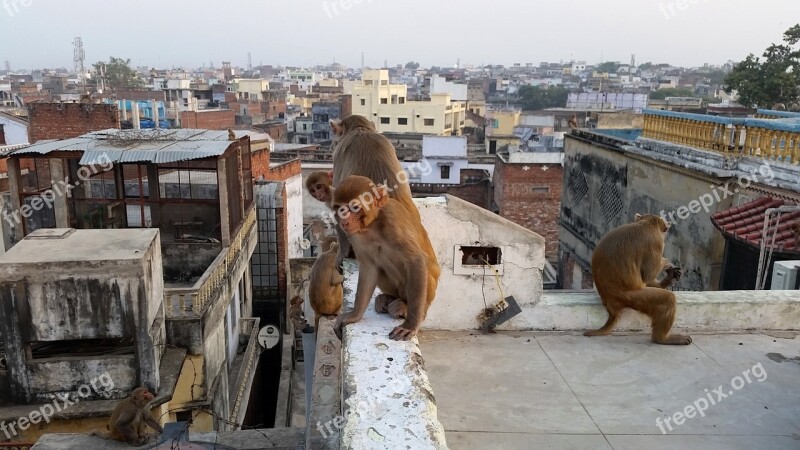 Monkey Varanasi On The Roof India Animals