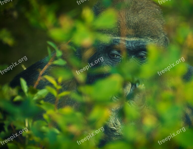 Gorilla Monkey Animal World Zoo Free Photos