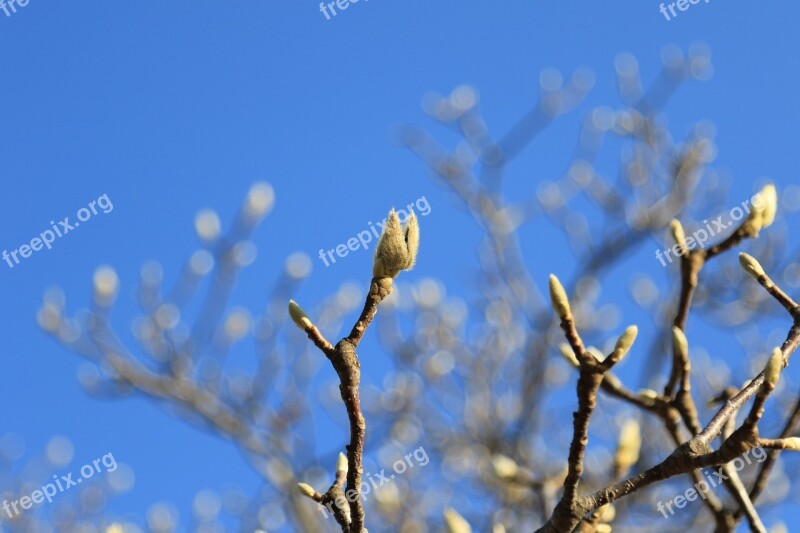 Takeshi Net Wood Branches Sky