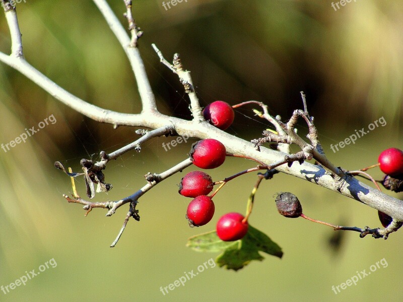 Rosehip Berries Wild Fruit Plants