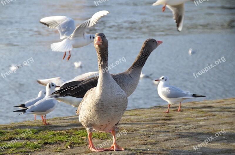 River Birds Wild Geese Elbe Free Photos