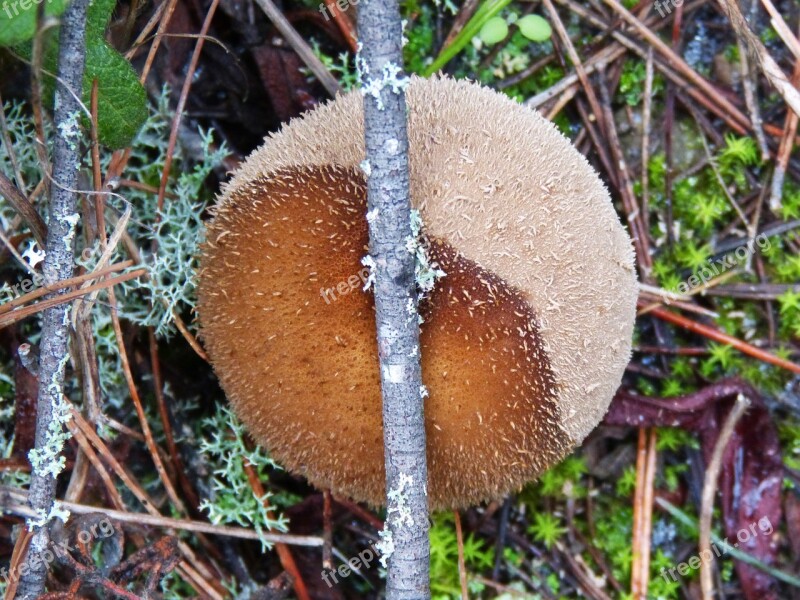 Mushroom Moss Lycoperdon Perlatum Wolf Fart Free Photos