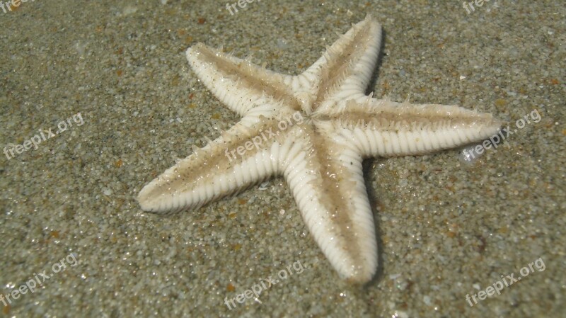 Starfish Beach Goa India Sand