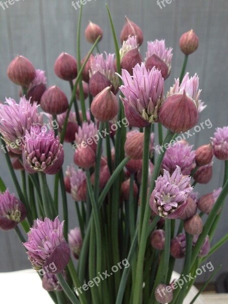 Chives Flowers Nature Herb Plant