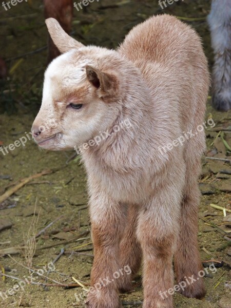 Kid Goat Newborn Teddy Free Photos