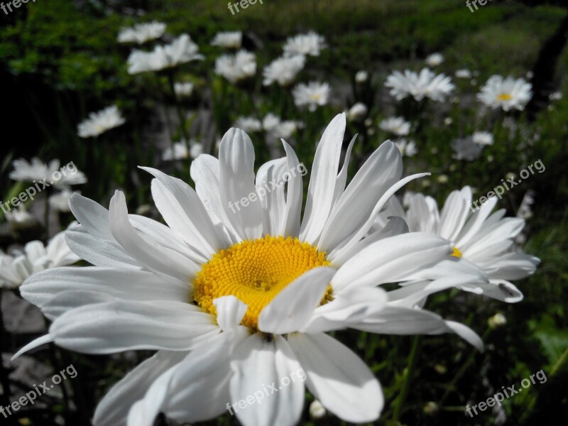 Daisy Flower Summer Flowers Flowers White