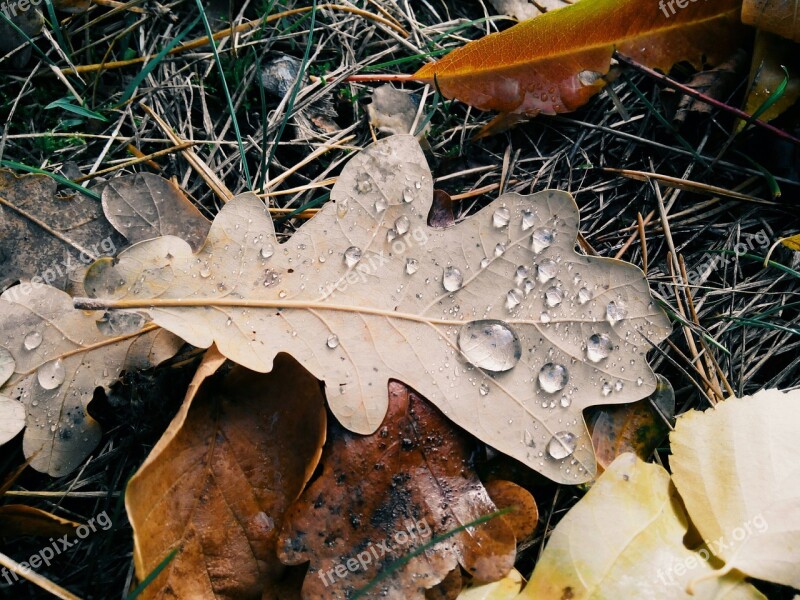 Sheet Autumn Drops Macro Autumn Leaf