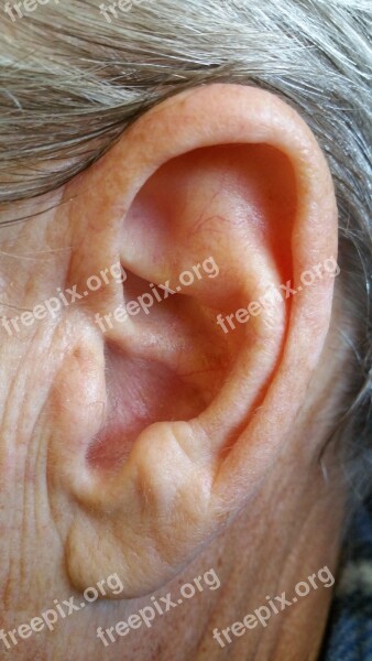 Ear Body Human Head Human Body