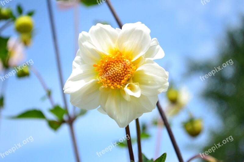 Flowers Summer Nature Plant Day