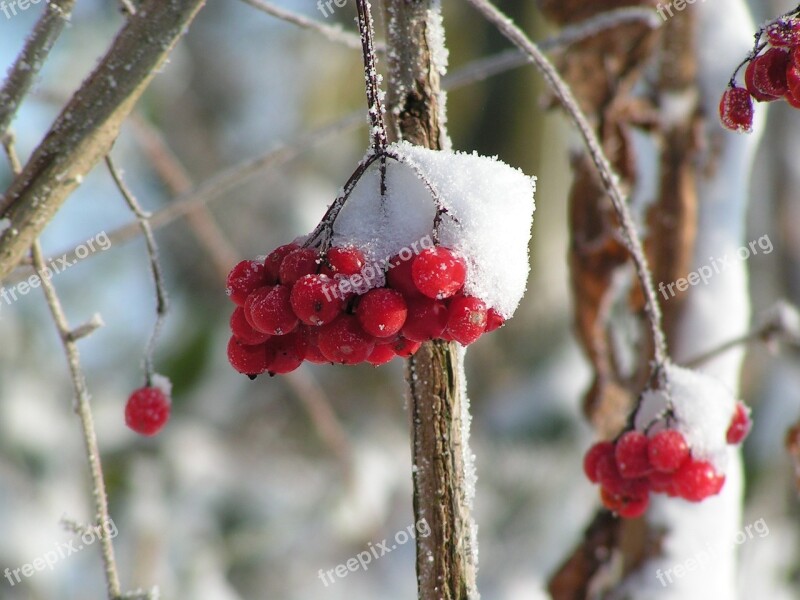 Winter Christmas Snow Nature Winter Landscape