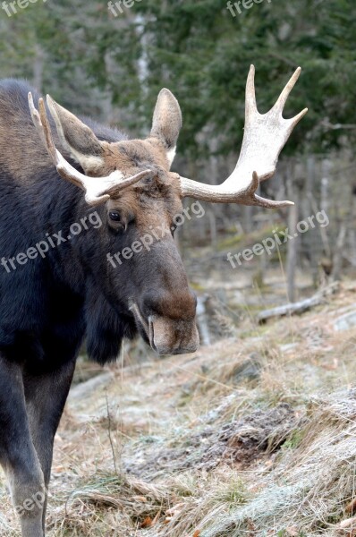 Moose Animal Wild Wildlife Nature