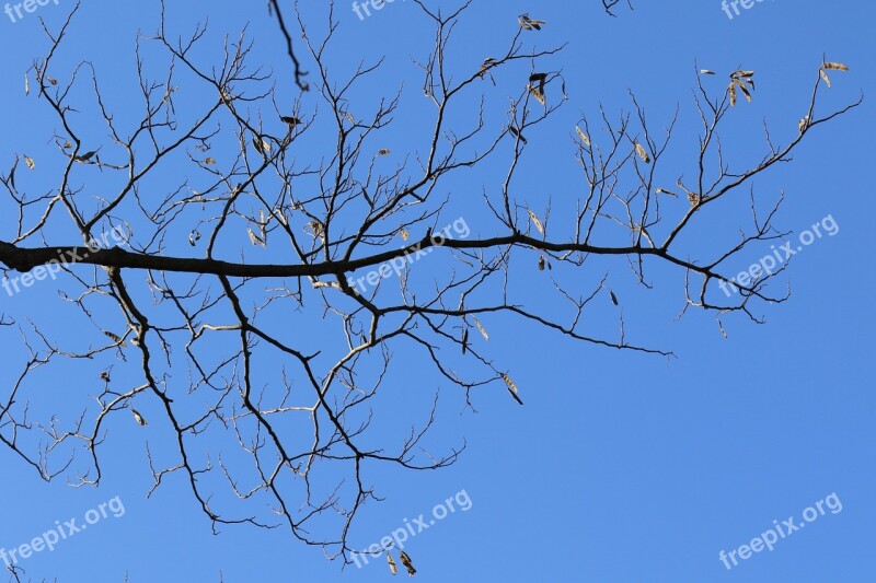 Wood Eggplant Winter Sky Nature