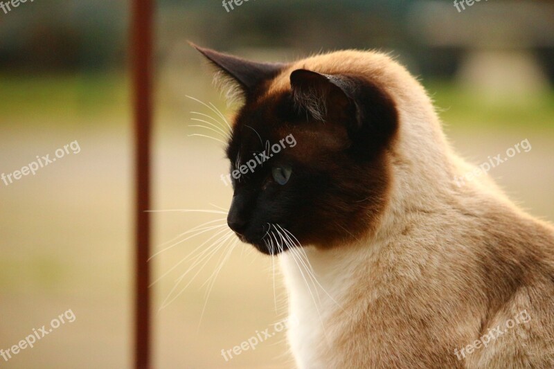 Cat Siamese Cat Cat Portrait Breed Cat Felidae