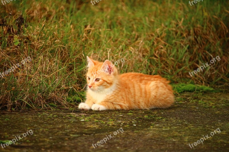 Cat Kitten Grass Cat Baby Red Cat