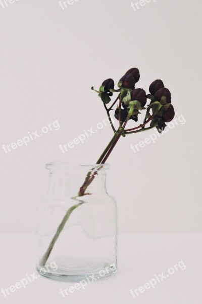 Glass Bottle Cork Plant Transparent