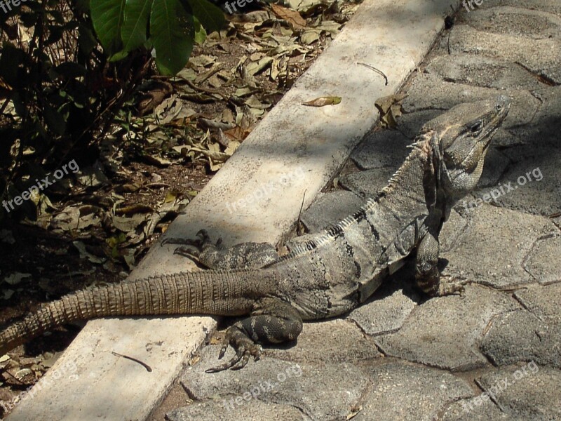 Reptile Iguana Lizard Animal Creature