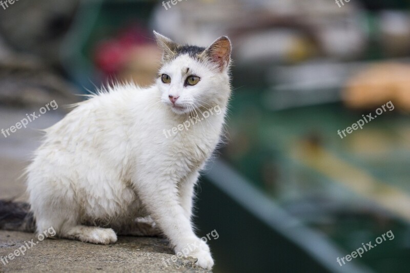 Cat Feline Looking Cute Sitting