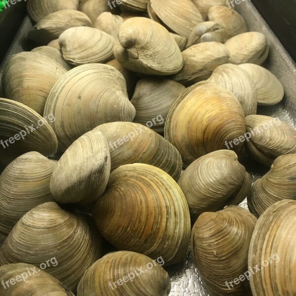 Clams Fresh Seafood Food Shellfish