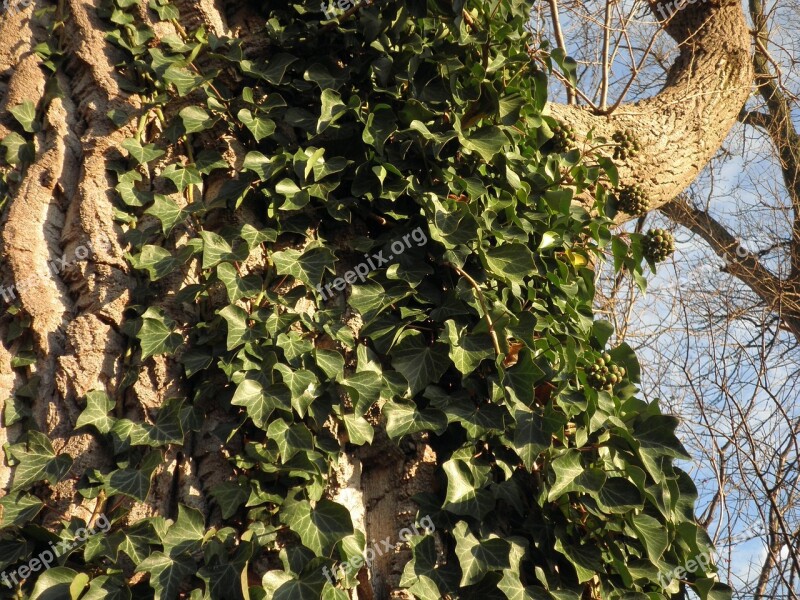 Ivy Climber Plant Common Ivy Green Leaves