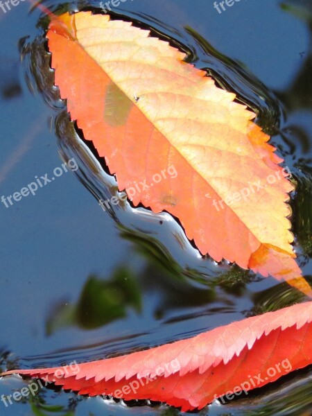 Leaves Water Autumn Sheet In The Water Red