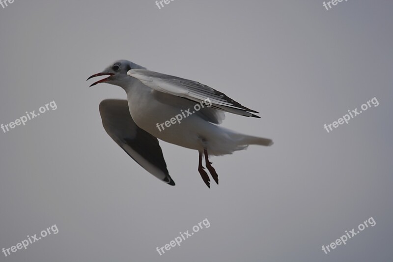 Bird Seagull Nature Sky Bird Flight