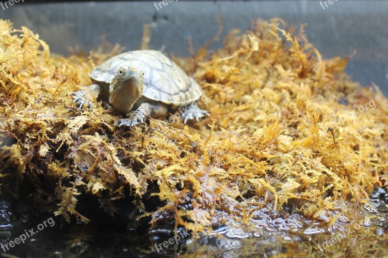 Turtle Moss Animal Nature Shell