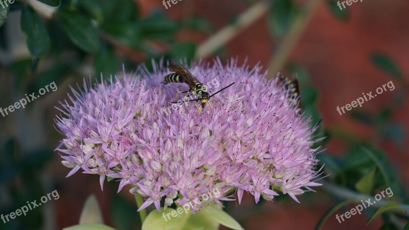 Sedum Spectabile Insects Bee Flowers Purple