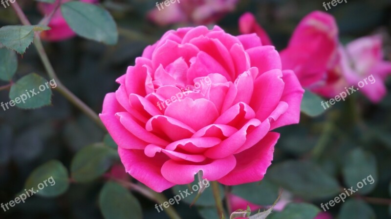 A Rose Romance Beauty Aroma Pink