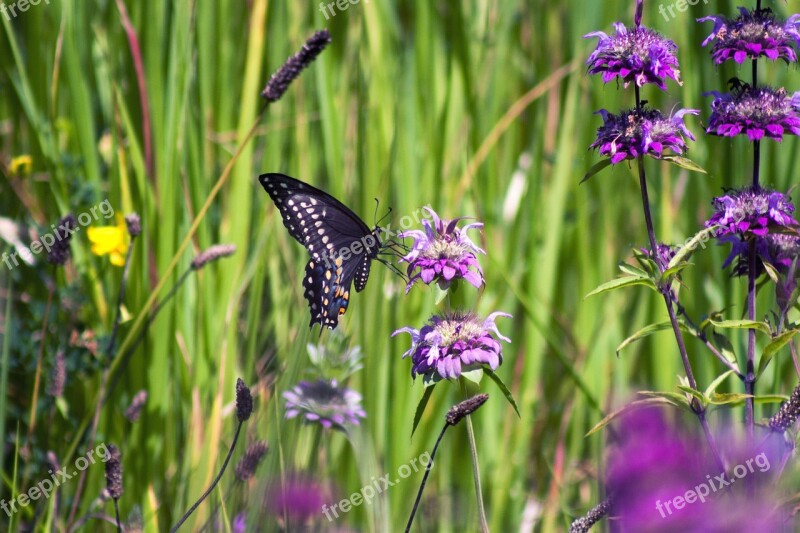 Nature Butterfly Insect Flower Colorful