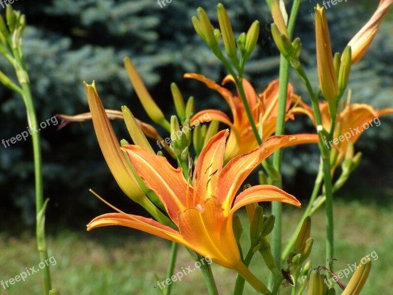 Flower Blooms Flowering The Buds Flowers