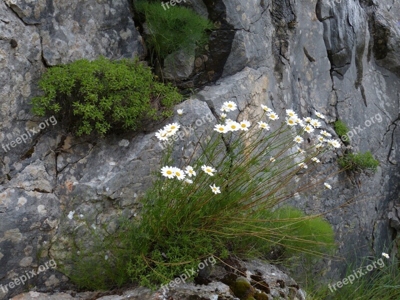 Flower Blossom Bloom Nature Marguerite