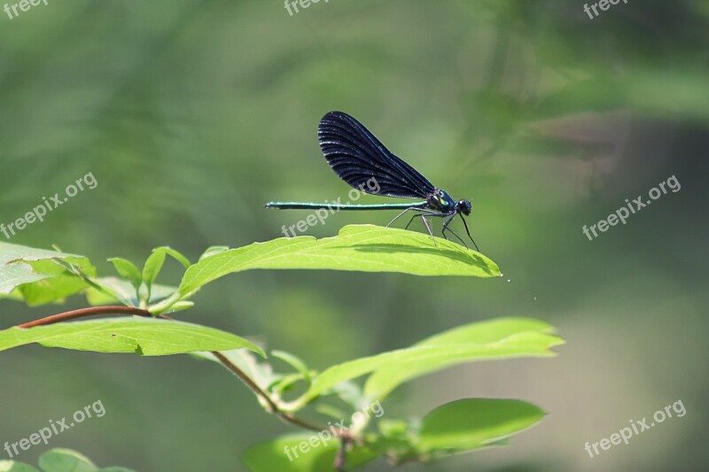 Dragonfly Insect Nature Fly Wing