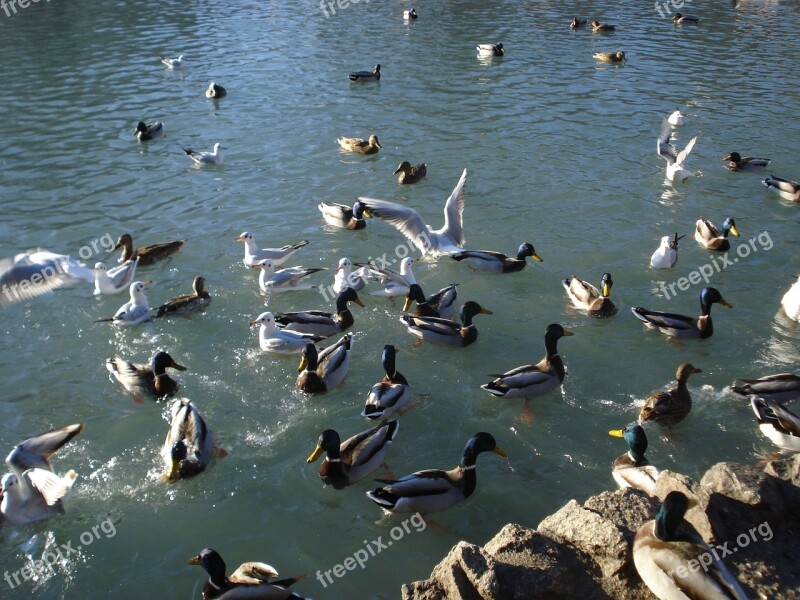 Birds Ducks Seagulls Sauvabelin Lake Lausanne