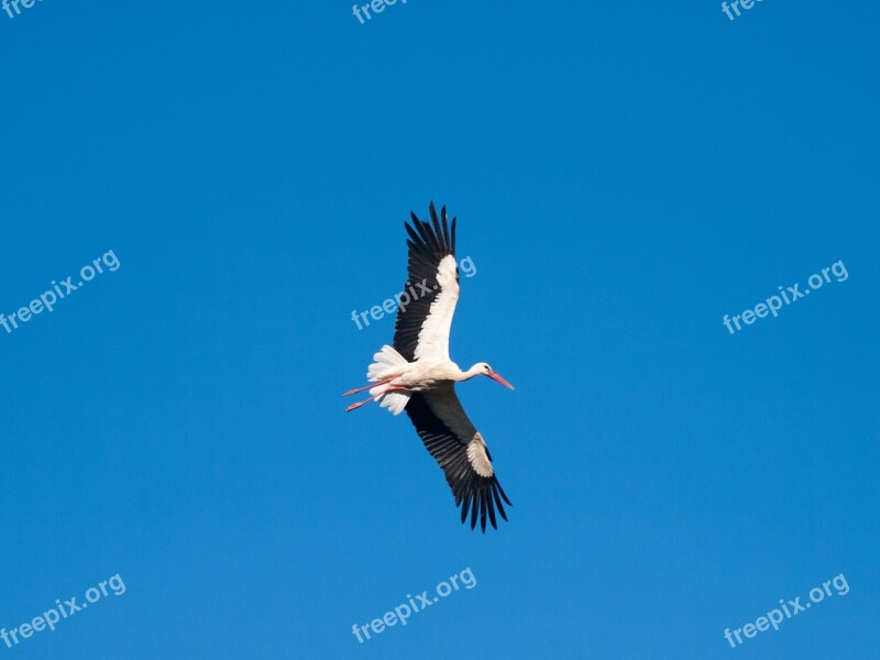 Ave Stork Flight Feathers Peak